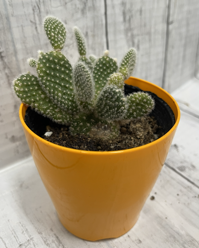 【コラム】サボテンと風水について