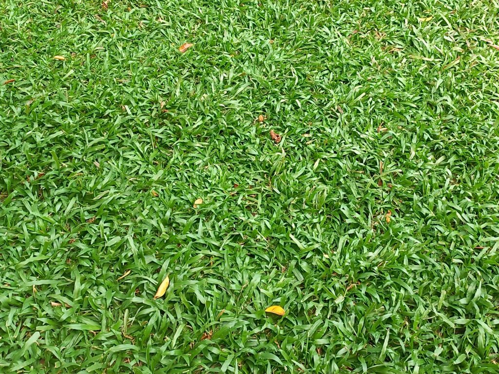 【コラム】芝の品種について