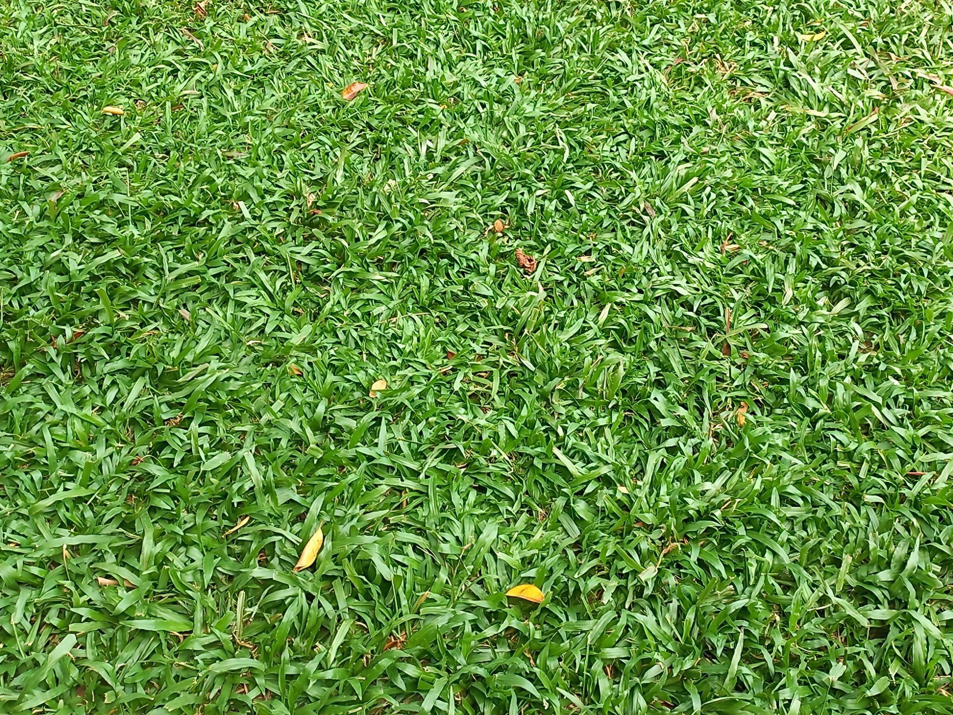 【コラム】芝の品種について