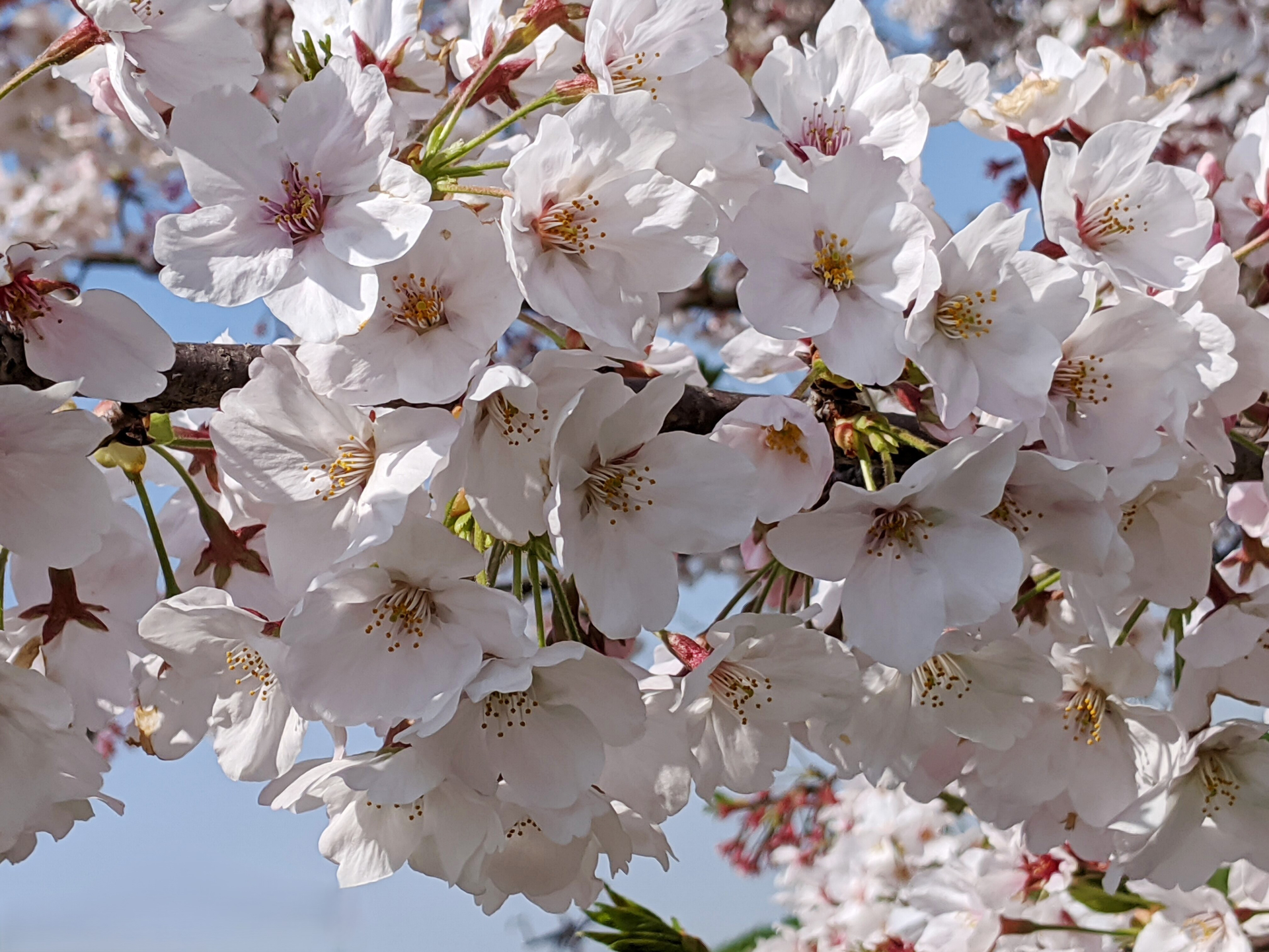 【コラム】桜の品種をご紹介！