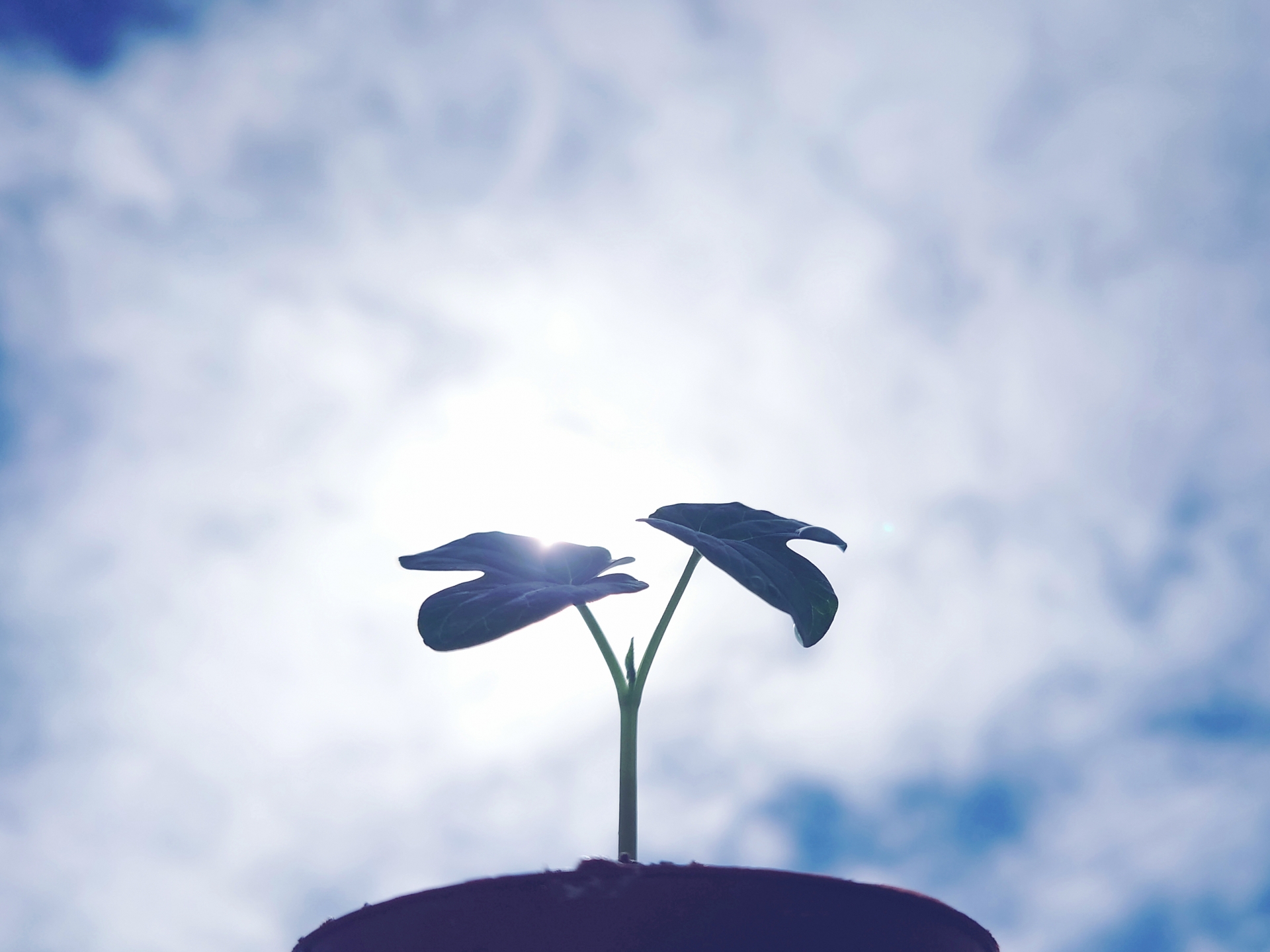 【コラム】植物に対する日長と地温の関係性について
